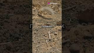 Живые камни: почему эти растения маскируются под гальку? #животные #хочуфакты#ЖивыеКамни #Литопс