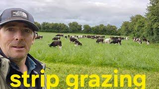 Dossing big cattle! Feed delivery and moving calves