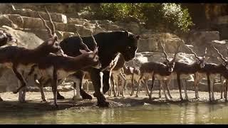 The jungle book full movie ||720p HD(3/10)#jungle #junglebook #mowgli #movie