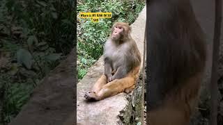 Monkey  RANI Serching|click funny  Animal Videos 2022|CUTE FUN|#shorts #viral #youtubeshorts