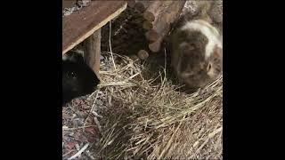 Two bros, chillin' in a hay pile...  #animalsanctuary #rescue #guineapigs