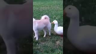 Animals funny videos #shorts