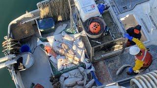 A Good Set At Last! - Final Set of the Trip and Delivering the Catch! | Alaska Halibut Fishing