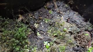 Nano Terrarium in Recycled Food Container