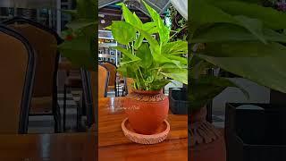 Golden Pothos in a Rustic Clay Pot  | Creative Gardens & Plants #Pothos #GoldenPothos #Indoor