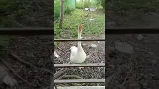 ngoaak, kletek2 ngintip cewek mandi di bak #akungchannel  #ngintip #mandi