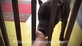 Шереметьевский приют