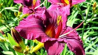 Best Perennial, Hemerocallis 'Plum Perfect' (Daylily)