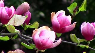 Магнолия в ботаническом саду. Flowering Magnolia in the Park.