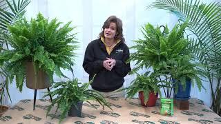 How to Care for a Boston Fern ENGLISH GARDENS