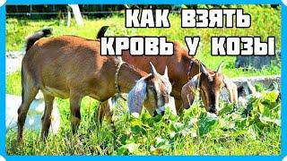 КАК ВЗЯТЬ КРОВЬ У КОЗЫ