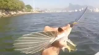 Fisherman catches amazing flying fish