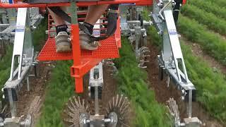 ROTOVERT INTER ROW WEEDING MACHINE ON CARROTS SARCHIATRICE INTERFILARE PER CAROTE BINEUSE CAROTTE