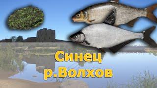 Синец и Рыбец • Р.Волхов • Русская рыбалка 4