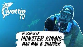 Wettie TV - In the search of MONSTER KINGFISH, Snapper and Pink Mao Mao