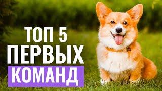 ТОП 5 первых команд для необученной собаки! С чего начать обучение питомца?