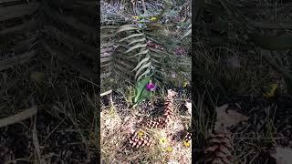 Nature Mandala Art Installation by Ann Viveros at Wisdom Ways Summer Solstice Celebration 2023!