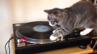 Vinyl Cat