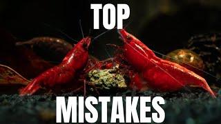 Top 3 Mistakes New Shrimp Keepers Make and How to Avoid Them