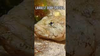 Meet The UK's RAREST Fish!  #shorts #fish