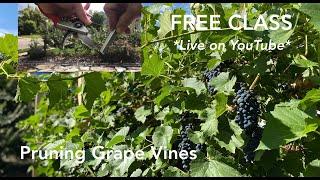 Class: Pruning Grape Vines Beginners Guide