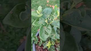 Growing Sweet Giant Blueberries ! @_Ibarbi._ 🫐 #subscribe #fruit #tips #gardening #ideas 