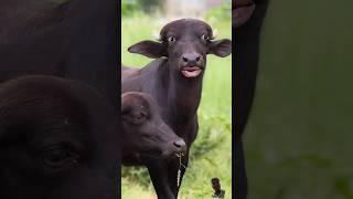 pani lao re  /buffalo sound /pani lao /bhilai wala /bhilai video /pani lao re video /cow videos /