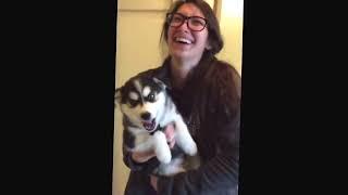 Talking husky puppy