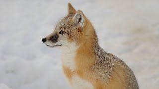 Swift Fox Survey - NDGNF