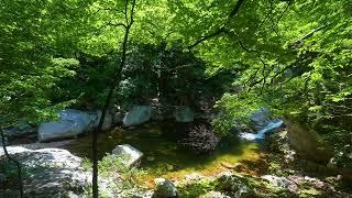 Relaxing Mountain Stream, Beautiful Birds Singing - Reduce Stress, Heal Your Mind