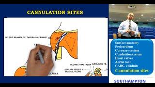 Cardiac Anatomy: Cannulation Sites Anatomy