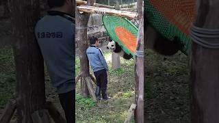 Baby Panda Playing with Grandpa #cute #adorable #babypanda #pandalover #panda #pandacub #qisanmei