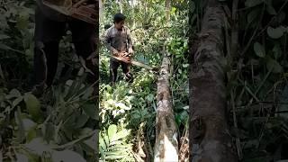 cutting forest wood #wood #woodworking #woodskills