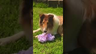 Lassie playing on a warm sunny day ️ #puppy #lassie