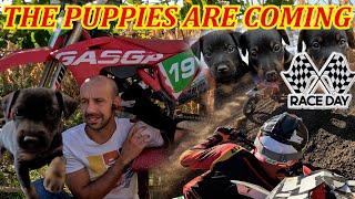 THE PUPPIES ARE COMING, I raced and got a medal, Gas Gas MC 450