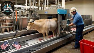 A Look At Brazil & America's Modern Cattle Slaughter Machines Using Super Advanced Machines!!!