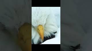 #Lifeofthe#Eagles
