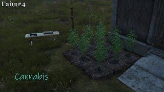 Гайд#4 Cannabis | CrazyDayz | DayZ скачать пиратку 2023