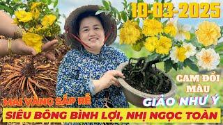 CHỊ THANH TRÀ Giao Lưu Mai Vàng Giá Rẻ, Siêu Bông Bình Lợi Giảo Như Ý Nhị Ngọc Toàn • THÀNH TRỌNG LÊ