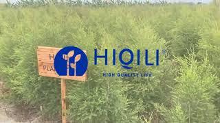 Hiqili Tea Tree Essential Oil : How to Use It?
