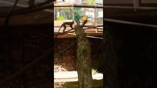 Long tailed monkeys   #zoomonkey #monkeyvideos #shorts #zooanimalsforkids #youtubeshorts #viral