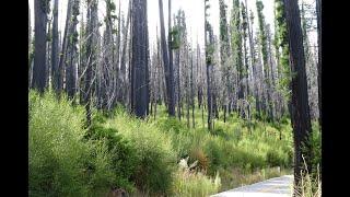 Big Basin Post-Fire Research Symposium 2