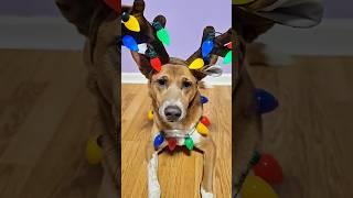 Do I look like a cute reindeer? #shorts #cutedog #cutepet #fyp #doglover #cute #dog