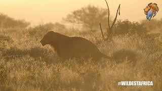 Lion Wakes Up, Makes a Poop, Walks Away | Wildest Kruger Sightings