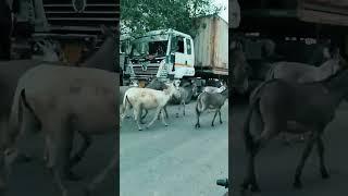 Ajay rider 