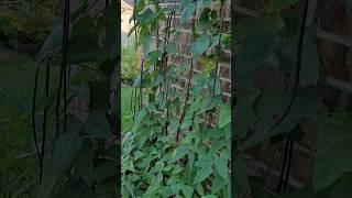 Explosion Of Chinese Red Long Beans, They Grow SO Fast || Down-Home Backyard Gardening