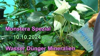 Monstera versorgen mit Wasser, Dünger und Mineralstoffen. Spezial zum Lernen