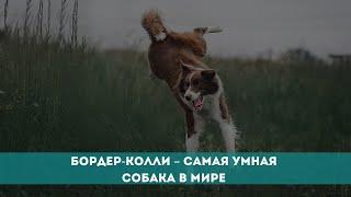 Бордер-колли – самая умная собака в мире