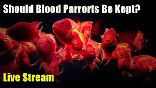 [LIVE]  Should Blood Parrots be in The Hobby? + Fish Q&A and a Giveaway!