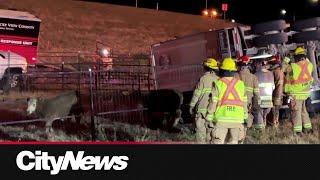 17 cows die in semi-truck crash in Calgary